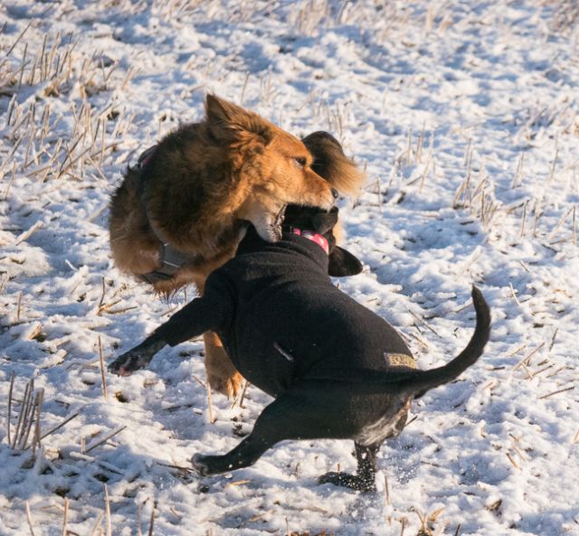 Elsie-and-Meg-playing-in-snow-2-of-3.jpg